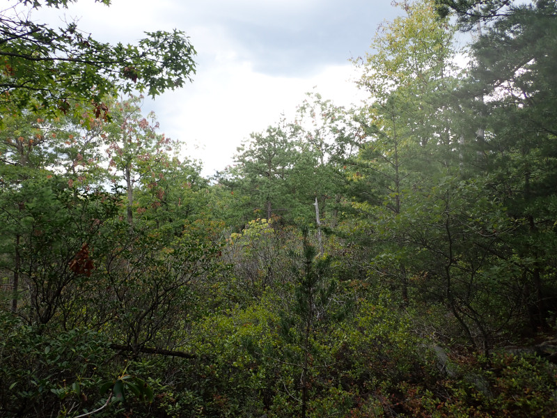 Pitch Pine - Heath Woodland, Tussey Slopes